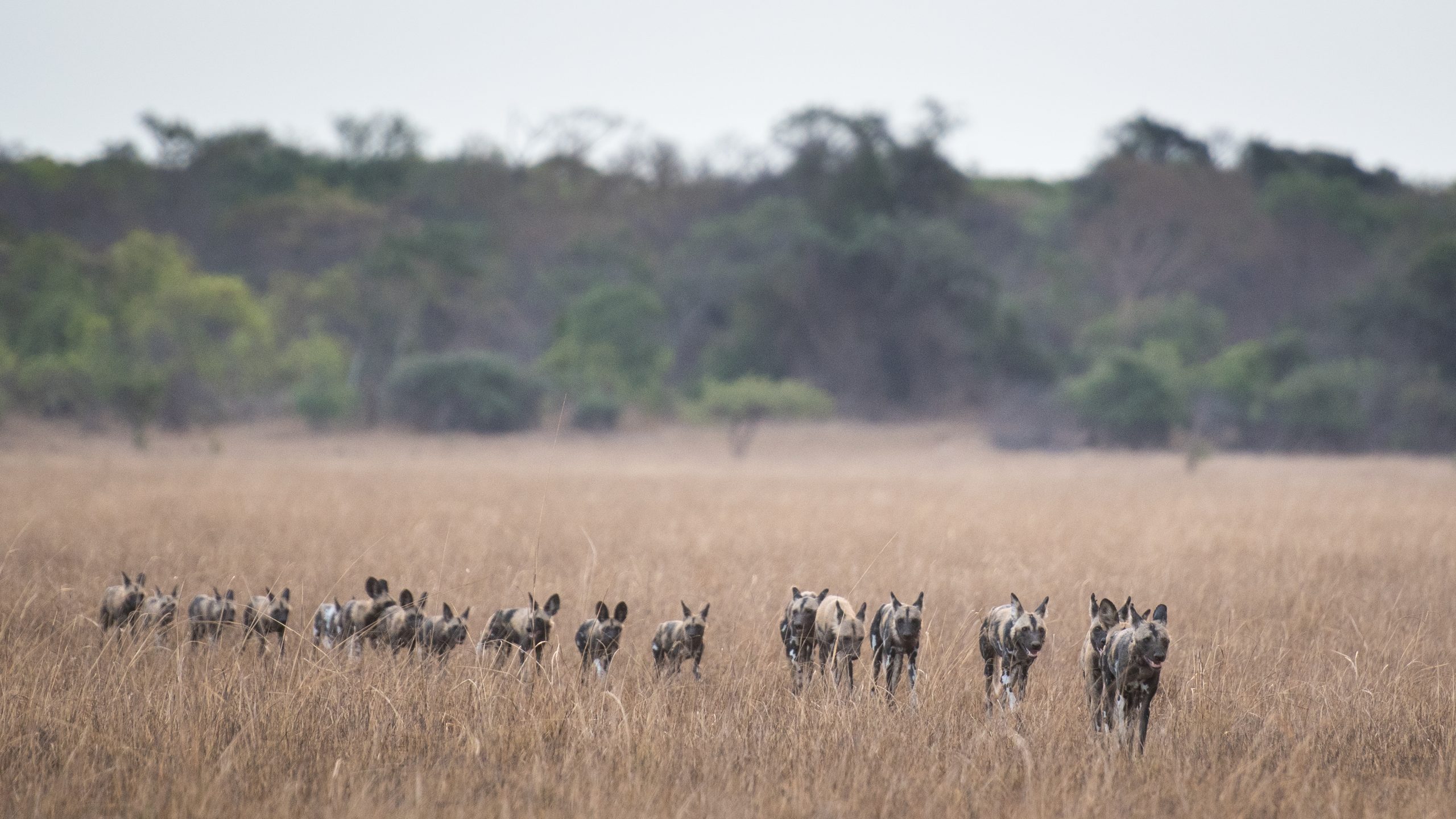 Musekese Camp - Kafue